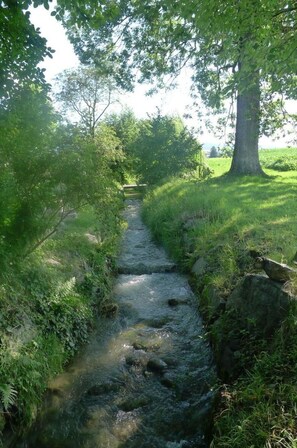 Pflanze, Natürliche Landschaft, Ast, Baum, Bank, Strassenbelag, Gehölz, Wasser, Auwald