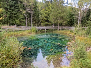 Water, Plant, Natural Landscape, Natural Environment, Tree, Body Of Water, Watercourse, Lake