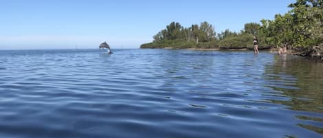 Take the kayaks out to the gulf and see dolphins within minutes!