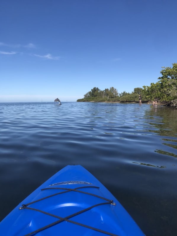 Take the kayaks out to the gulf and see dolphins within minutes!