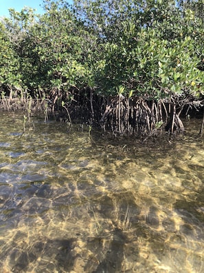 Mangroves a few minutes away 