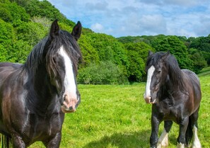 Shire Horses