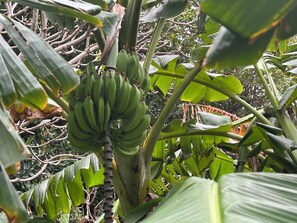 Banana three growing next to our condo