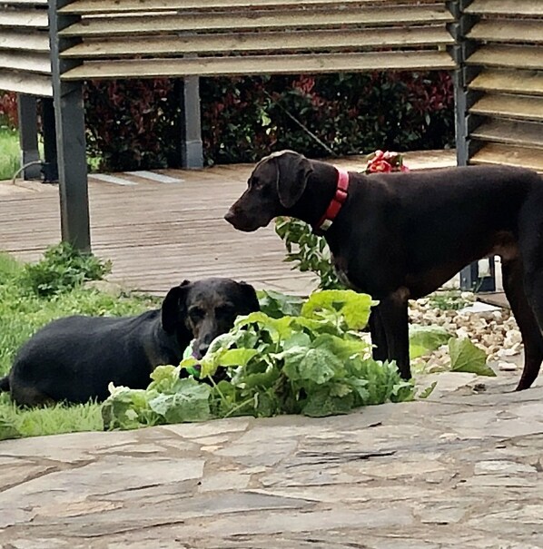 Pet-friendly
