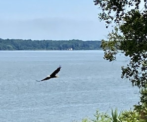 Watch for our resident eagle nearby!