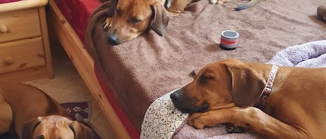 Hunde dürfen mit aufs Bett und aufs Sofa. Dafp 2 Decken im Wäschepaket von 30 €.