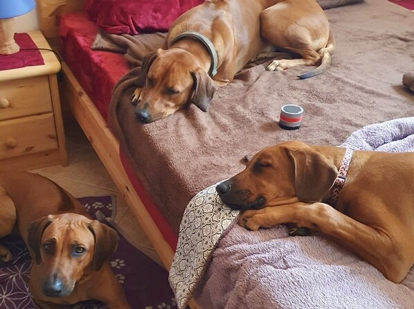 Hunde dürfen mit aufs Bett und aufs Sofa. Dafp 2 Decken im Wäschepaket von 30 €.