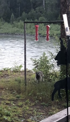 Racoon after bird seed