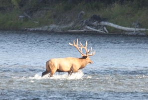 Nice Bull Elk