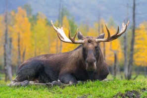 Moose sightings are fairly common. They look friendly, but keep your distance!