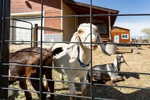 Husdjur tillåtna