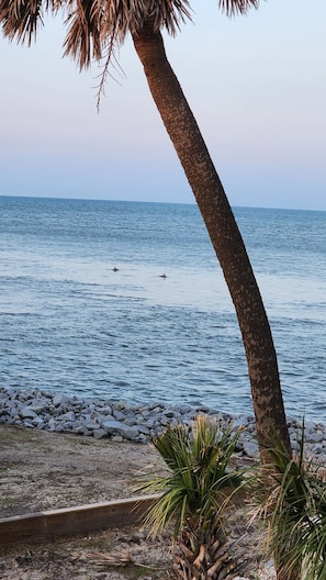 Two Dolphins swimming by as viewed from balcony.