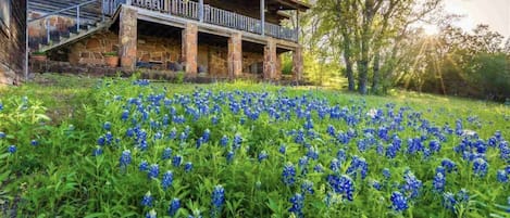 Wild Bluebonnets at Lakeview Log Cabin