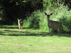 Many deer pass through the back yard open space that backs a sand dune.