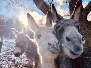 Guests enjoy farm walks and meeting our Donkey protectors.