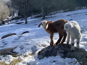 Kids born in 2022. They are big girls now and expecting. Wandering Goat Lodge