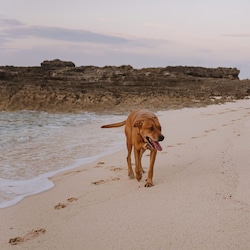 Surfer's Beach in Eleuthera, Bahamas.