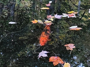 Our beautiful large Koi fish are always happy to greet guests
