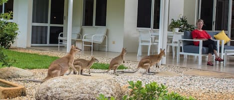 Wallabies live and feed around the house