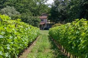 The central vineyard at Pian della Chiesa