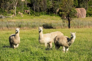 Make friends with the sheep and alpacas wandering the grounds.
