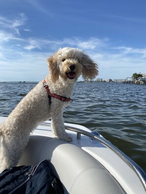 Pet-friendly