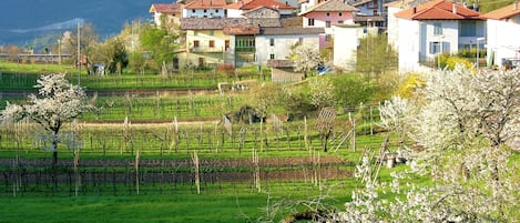 Jardines del alojamiento