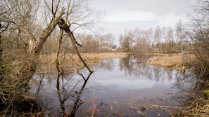 Pond at the rear of the yard.