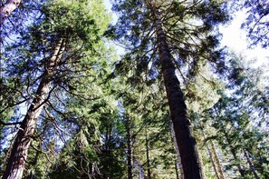 Beautiful Views looking up from front door 