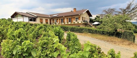 Gîte La Côte du Py à Villié-Morgon (Rhône - Beaujolais) : la maison au coeur du vignoble.