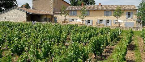 Le Logis de Marie à Pommiers dans le Beaujolais (Rhône) : la maison au coeur des vignes.