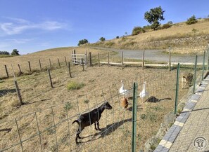 Gîte/Maison de Vacances des Ormes à POMEYS, dans le Lyonnais - Rhône : petits animaux sur place.