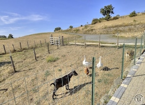 Gîte/Maison de Vacances des Ormes à POMEYS, dans le Lyonnais - Rhône : petits animaux sur place.