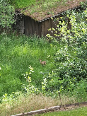 Jardines del alojamiento