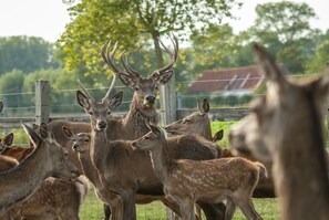 Unique view of deer in adjacent meadow
