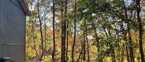 Scenic backyard