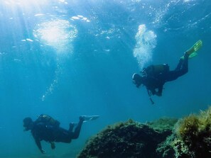 Acqua, Vertebrato, Verde, Azzurro, Organismo