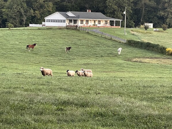 Welcome to the FarmHouse with solitude and room to roam!