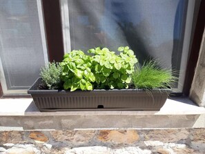 Herbs in a window box - mint for drinks, dill and basil and oregano for eating!