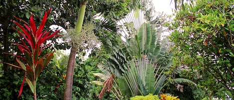 JARDIN TROPICAL