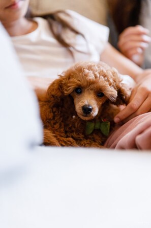 Pet-friendly