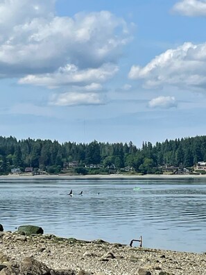 Orcas swimming by towards Dyes Inlet in June 2023!