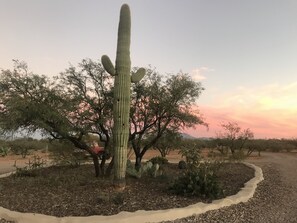 View from the patio