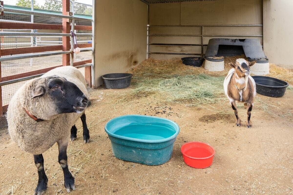 Charming & Private Guesthouse on a Working Horse Rescue Ranch