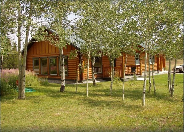 Aspen grove on the west side of the cabin.