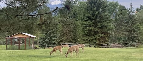 Deer love to make themselves at home on the spacious lawn 