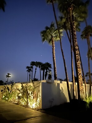 Quiet lighting highlights spectacular trees