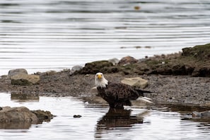 Eagles can be seen outback. This is a photo taken during summer of 2023.