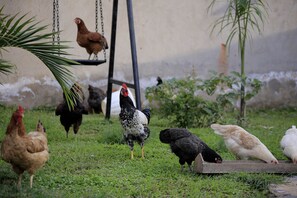 Enceinte de l’hébergement