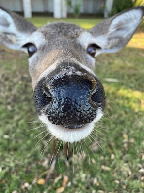 One of the deer that meanders around the Beach Club Villa complex.